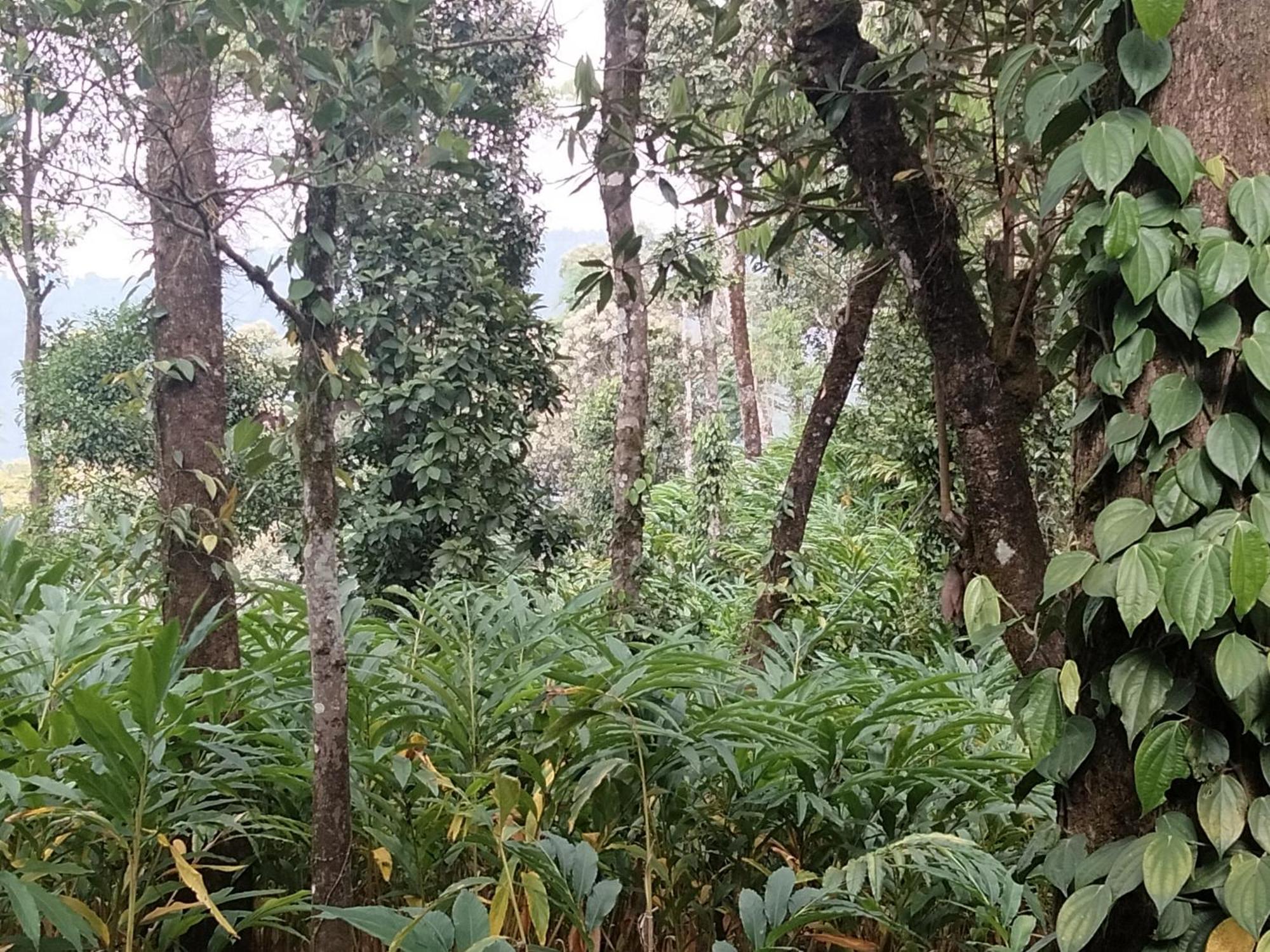 Spice Green Residency Pīrmed 외부 사진